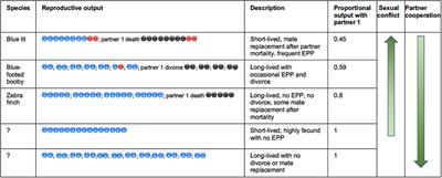 Cooperation and Coordination in Socially Monogamous Birds: Moving Away From a Focus on Sexual Conflict